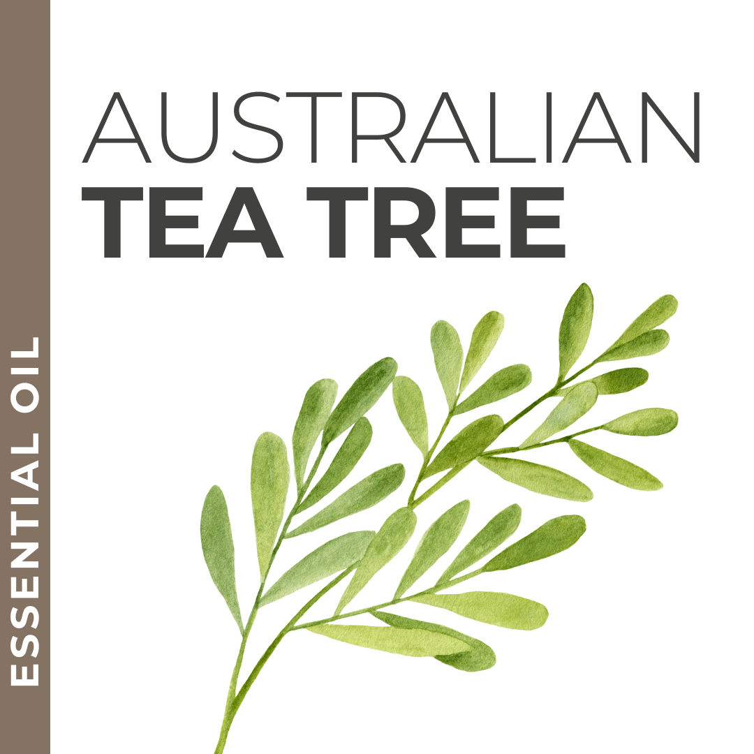 Australian Tea Tree Essential Oil - Samples – Pravada Private Label