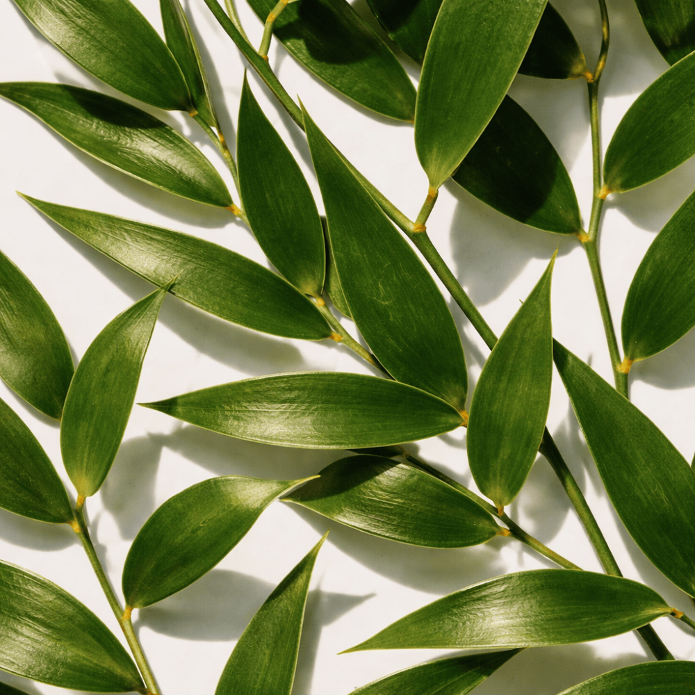 Pravada private Label Australian Tea Tree Essential Oil