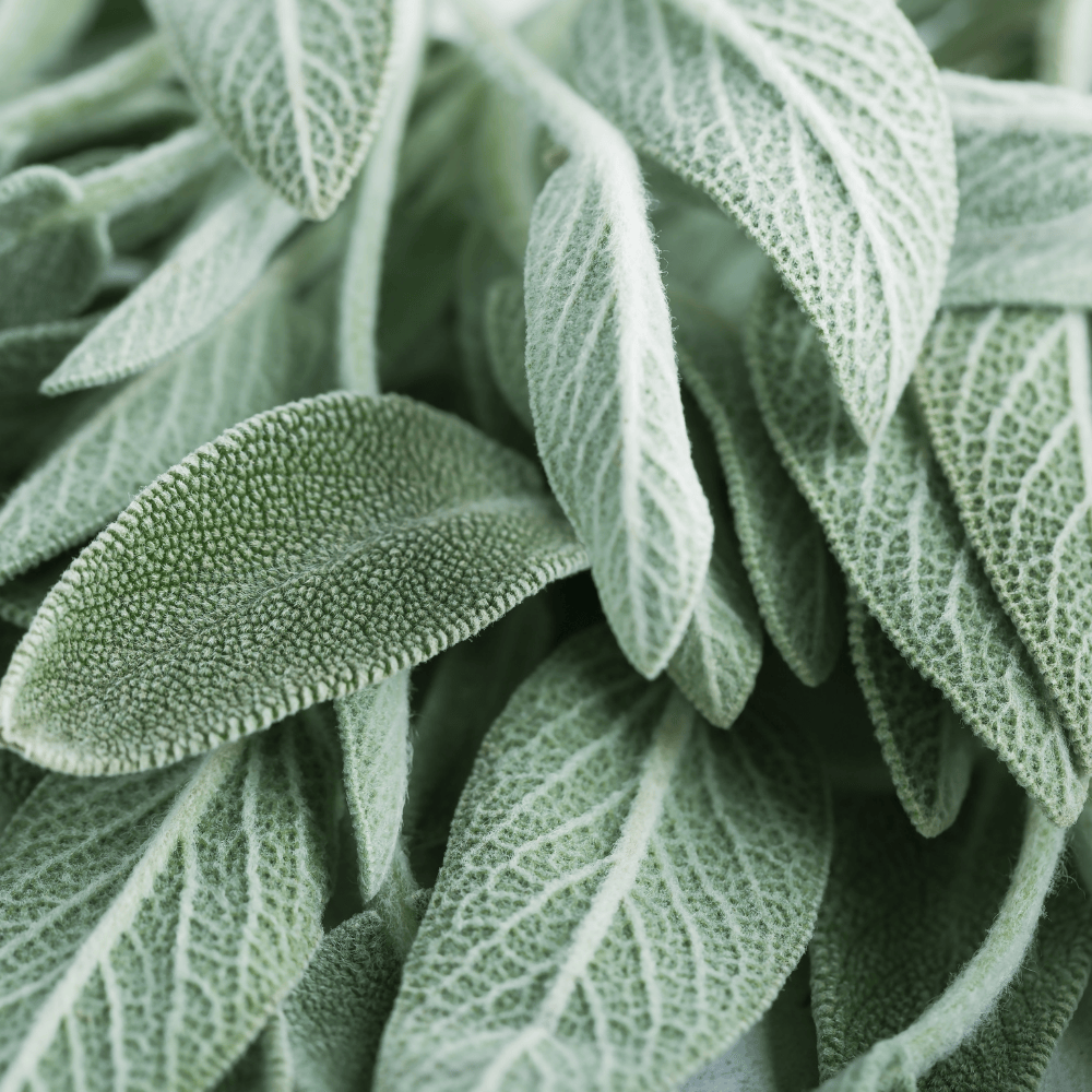 Pravada private Label Clary Sage Essential Oil