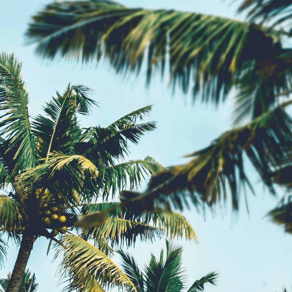 Pravada Private Label Coastal Dream