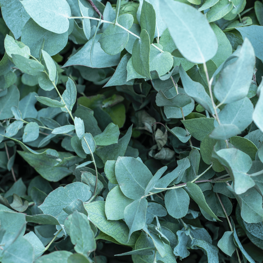 Pravada private Label Eucalyptus Essential Oil