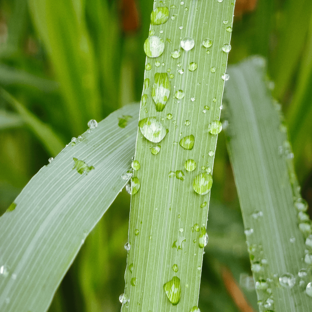 Pravada private Label Lemongrass Essential Oil