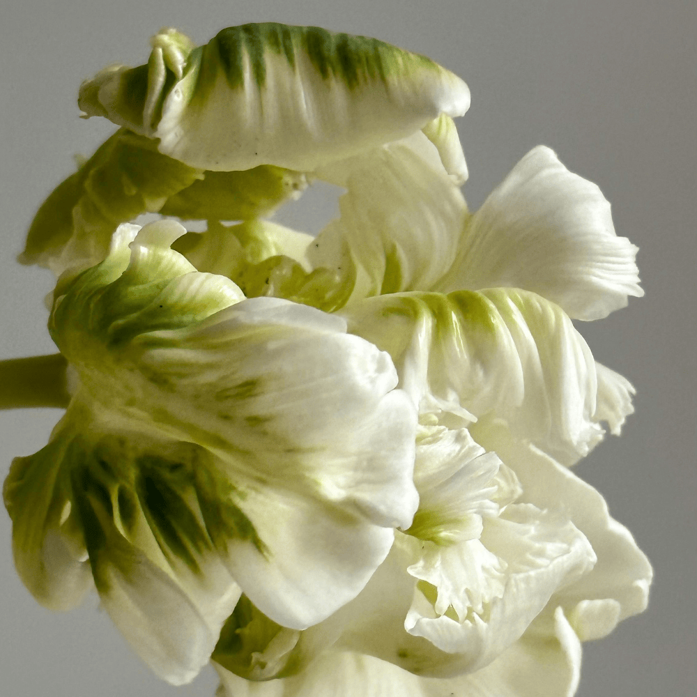 Pravada Private Label Neroli Basil