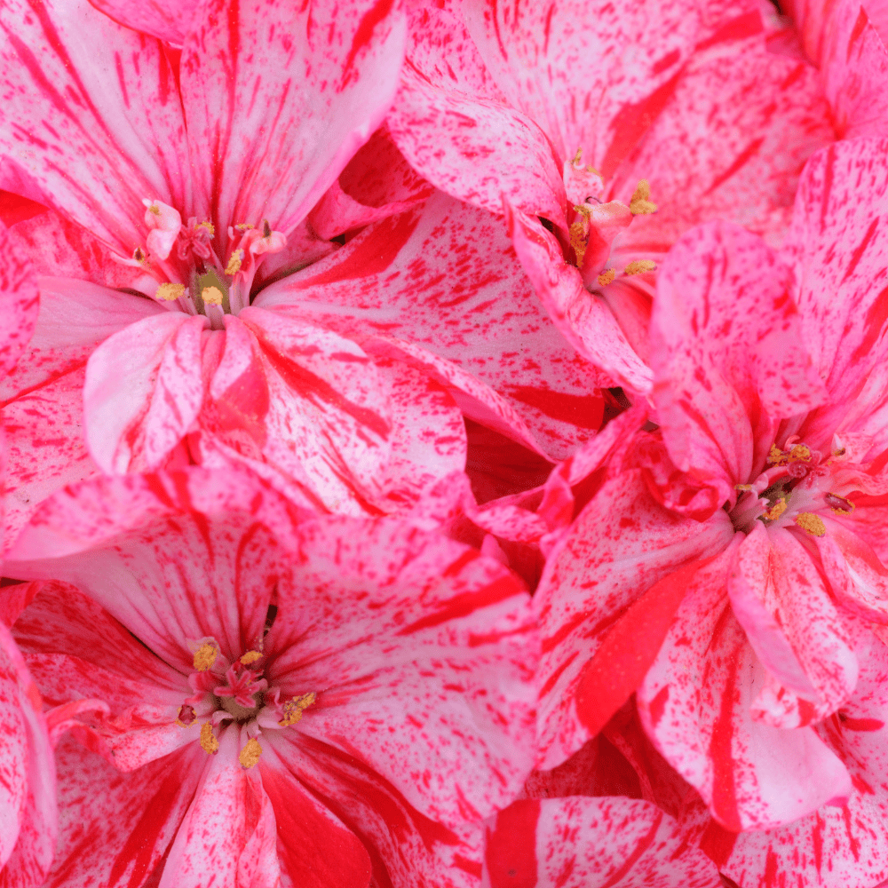 Pravada private Label Rose Geranium Essential Oil