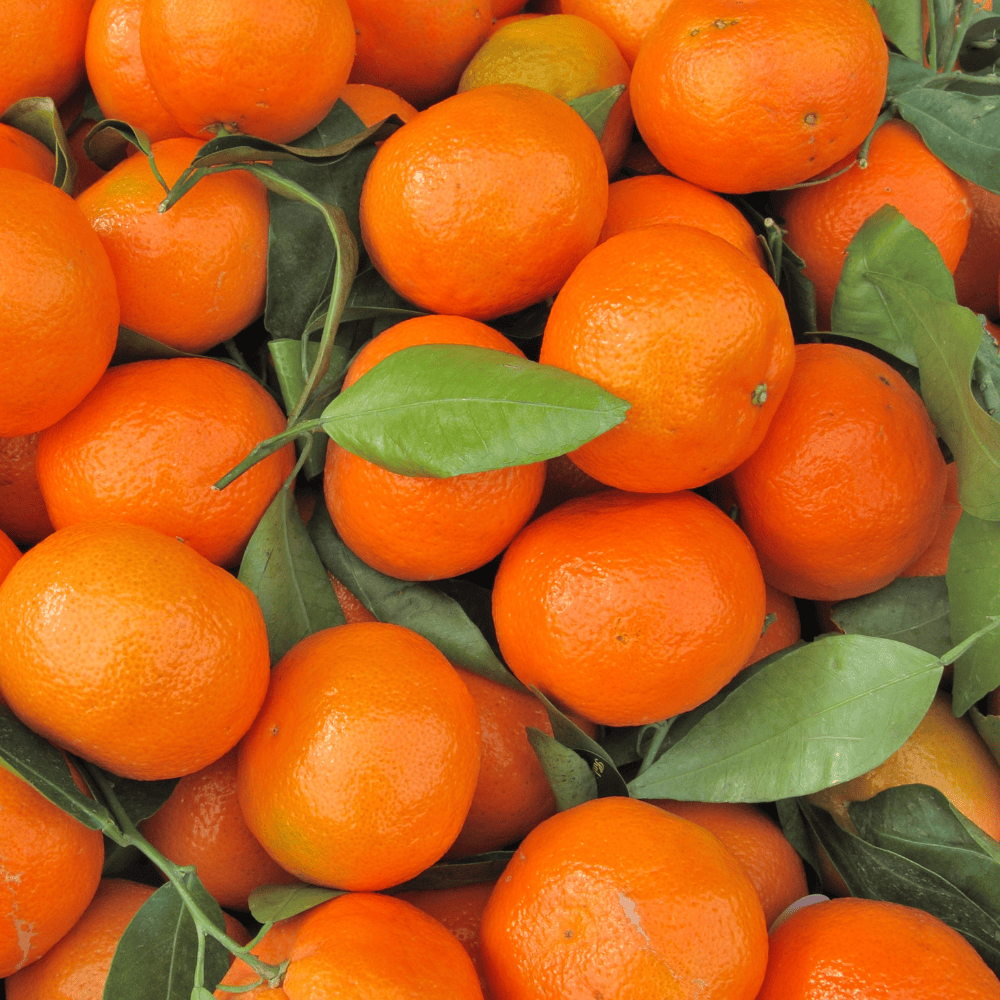 Pravada private Label Sweet Orange Essential Oil - Samples