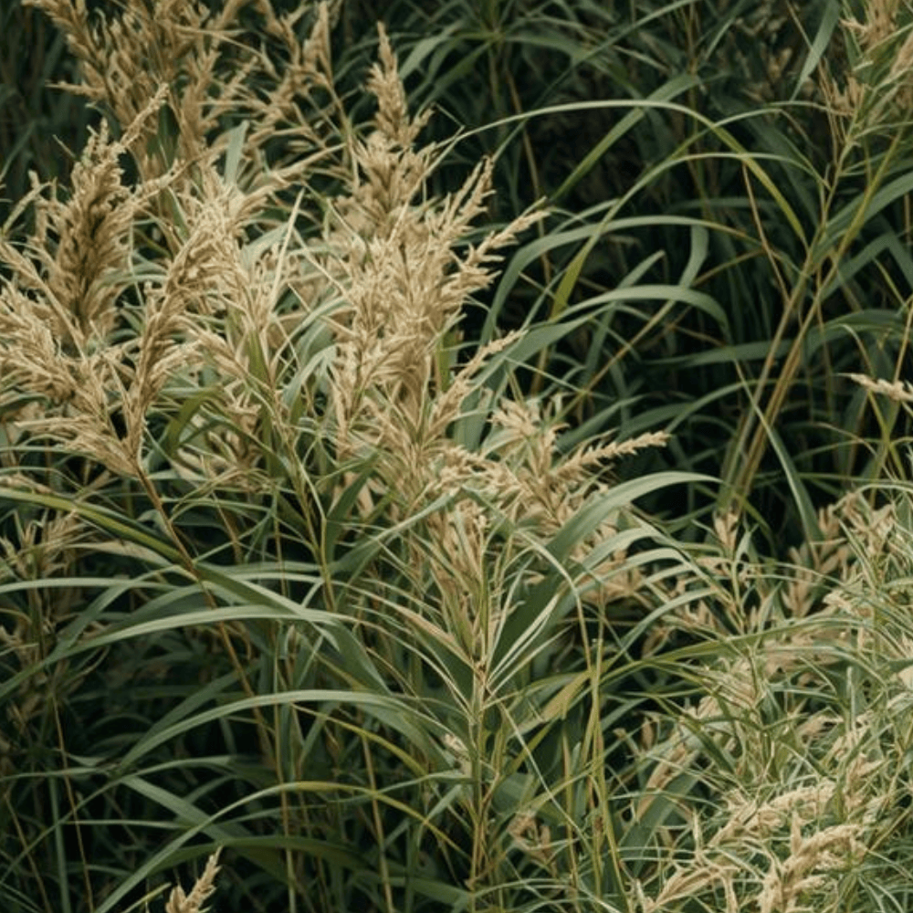 Pravada Private Label Vetiver Haze
